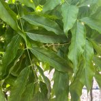 Vistéria čínska (Wisteria sinensis) ´LONGISSIMA ALBA´ - výška 190-210 cm, obvod kmeňa 8/10 cm, kont. C20L  - NA KMIENKU